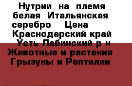Нутрии  на  племя, белая  Итальянская,  серебро. › Цена ­ 700 - Краснодарский край, Усть-Лабинский р-н Животные и растения » Грызуны и Рептилии   